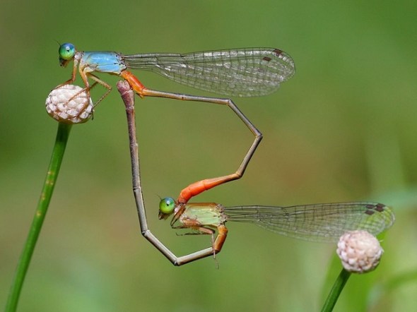 Dragonflies in the middle of mating