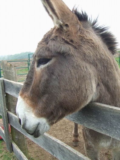 ZP_¡Qué terca es la Vida!_How stubborn Life is!