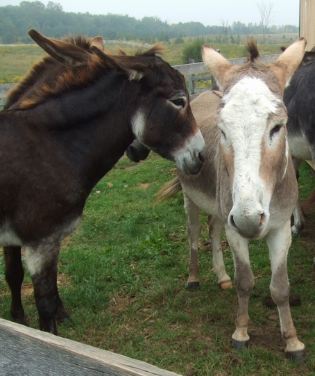 ZP_Donkeys_near Guelph, Ontario_Burros en la campiña_cerca de Guelph, Ontario