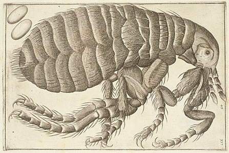 Filippo Bonanni_Drawing of a louse observed under a microscope_1709