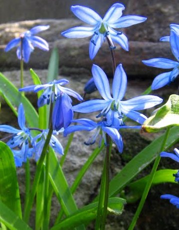 ZP_First flower of Spring_Scilla siberica_Russia