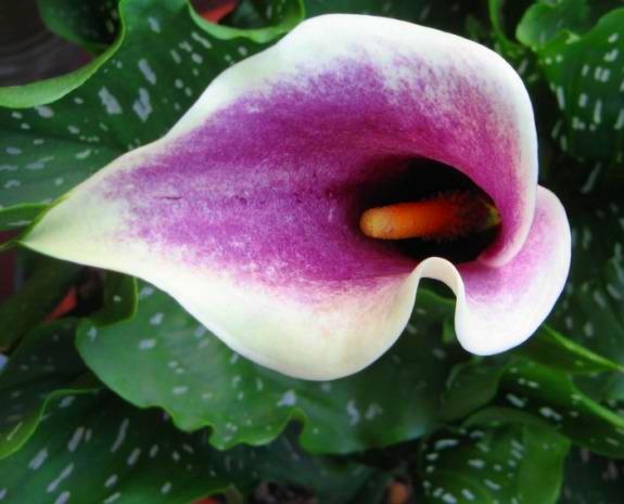 ZP_lilac-tinted Zantedeschia aethiopica