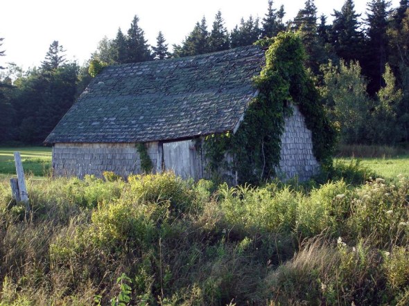 Dugspr Home for Good_PEI photo (1)