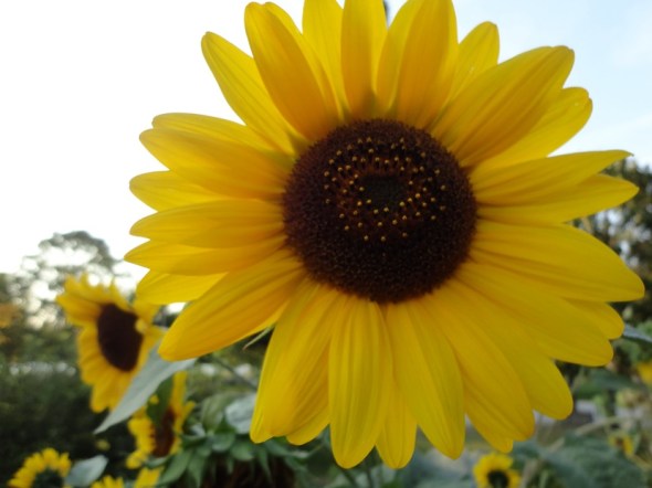 ZP_Yancuic Xochicuicatl_New Flowers...New Songs