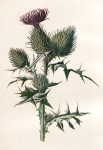 ZP_a nineteenth century illustration_Spear plume thistle or Cirsium vulgare which was up until the middle ages the original native Scotch Thistle before the arrival of the tougher spinier showier Onopordum&nbsp;acanthium