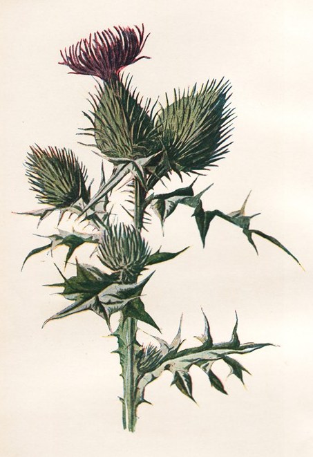 ZP_A nineteenth-century illustration, Spear-plume thistle or Cirsium vulgare, which was the original native Scotch Thistle until the arrival in the middle ages of the tougher, spinier and more impressive Onopordum acanthium.