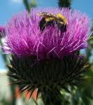 ZP_Scotch Thistle Onopordum acanthium_and&nbsp;Bee_