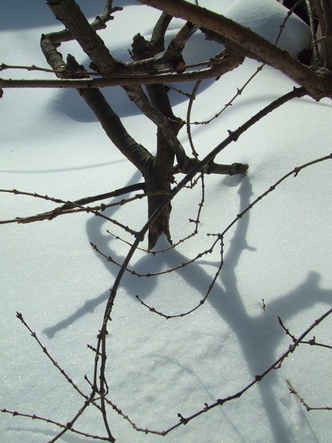 February Still Life 1