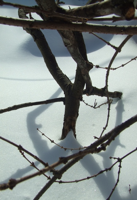 February Still Life 2