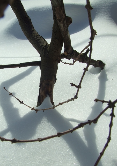 Naturaleza muerta del invierno, febrero de 2013, Toronto_Winter still life, February 2013, Toronto