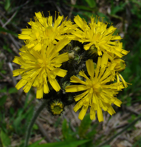ZP_Hieracium caespitosum