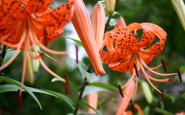 Lilies in Toronto 1_photo by Elisabeth Springate