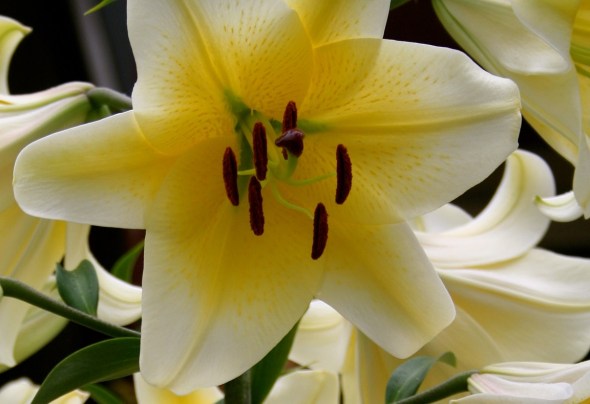 Lilies in Toronto 2_photograph by Elisabeth Springate