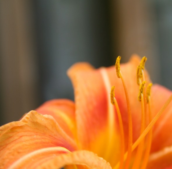 Lilies in Toronto 3_photograph by Elisabeth Springate