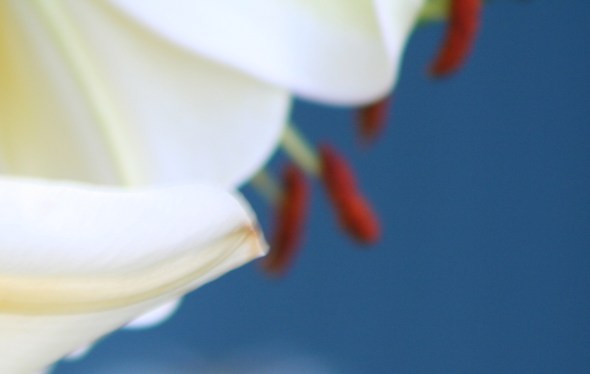Lilies in Toronto 4_photograph by Elisabeth Springate
