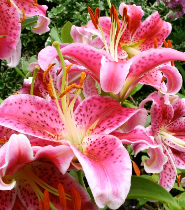 Lilies in Toronto 5_photograph by Elisabeth Springate