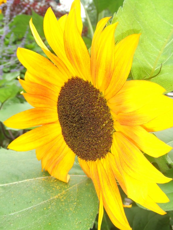 Sunflowers in Toronto 1_July 27th 2013