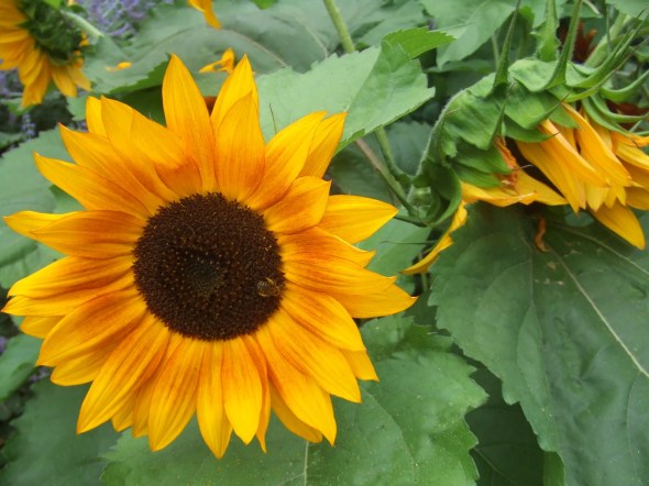 Sunflowers in Toronto 2_July 27th 2013