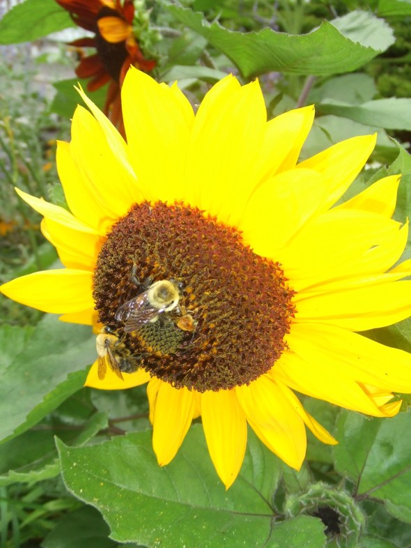 Sunflowers in Toronto 3_July 27th 2013