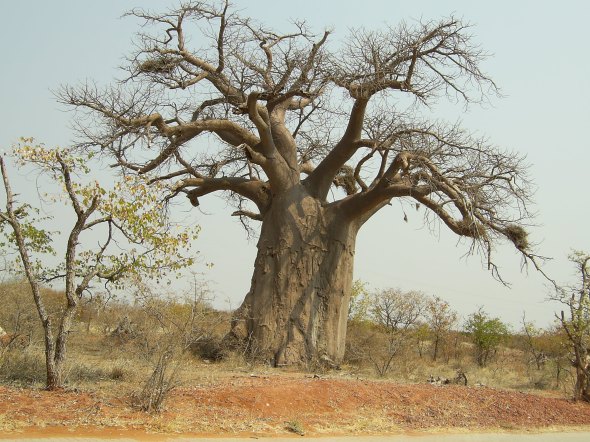 ZP_A Baobab tree in South Africa during the dry season when Baobabs shed their leaves_Un arbre Baobab Za pendant la saison sèche en Afrique du Sud