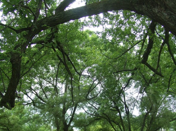 ZP_Árboles en Toronto A_Julio de 2013