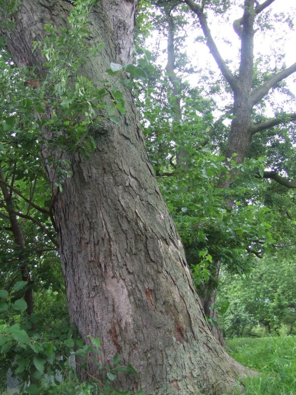 ZP_Árboles en Toronto B_Julio de 2013