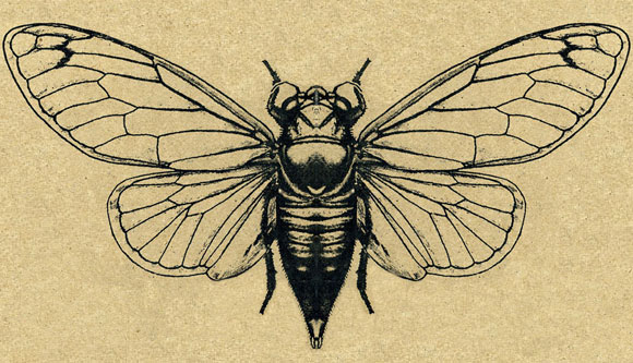 Cicada