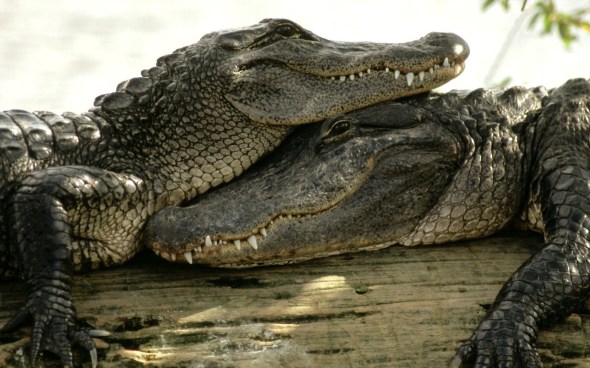 Crocodiles at rest