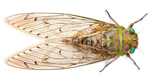 ZP_Cicada from Borneo_copyright photographer Alex Hyde