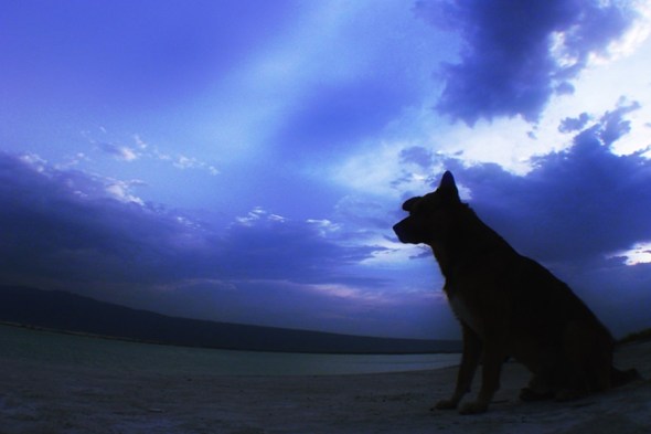 ZP_Perro solitário_Las Playitas_Cuatro Ciénegas_Coahuila_México_fotógrafo Hector Garza