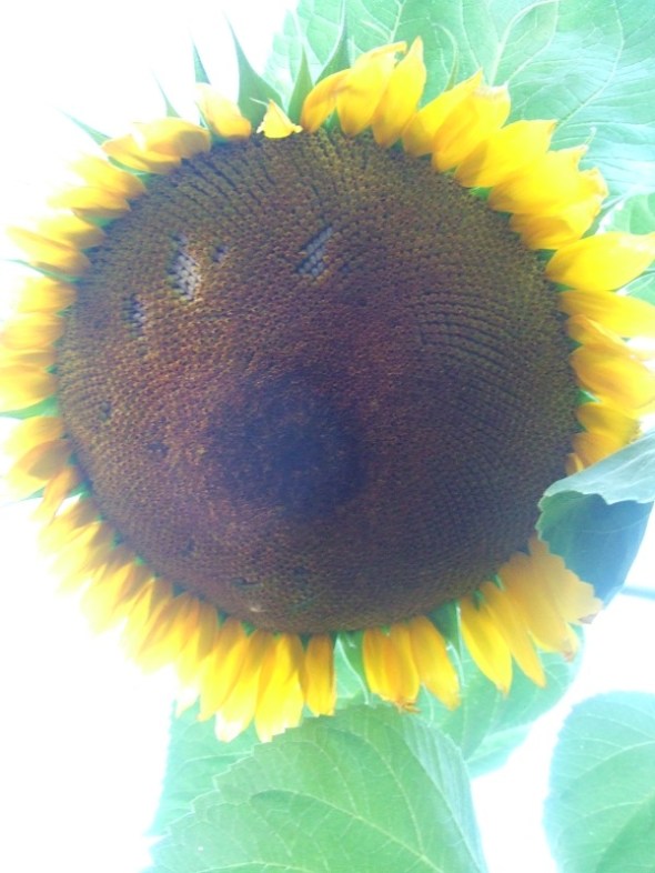 ZP_En el patio del fondo los girasoles se inclinan hacia adelante...