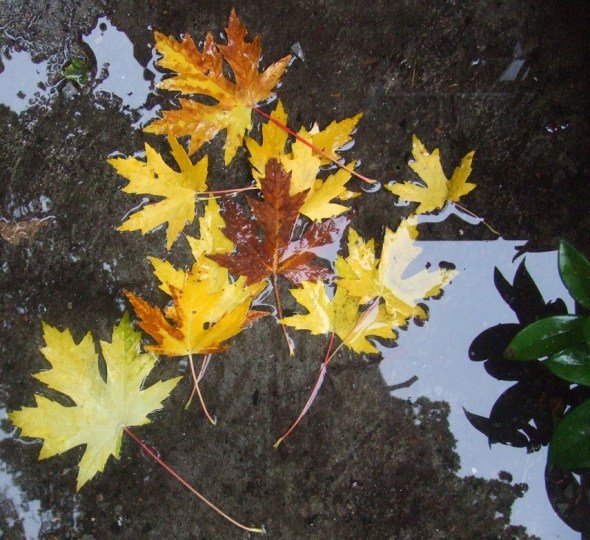 Hojas de otoño 1_octubre de 2013_Toronto