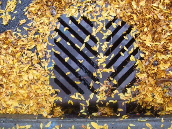 Hojas de otoño 2_octubre de 2013_Toronto