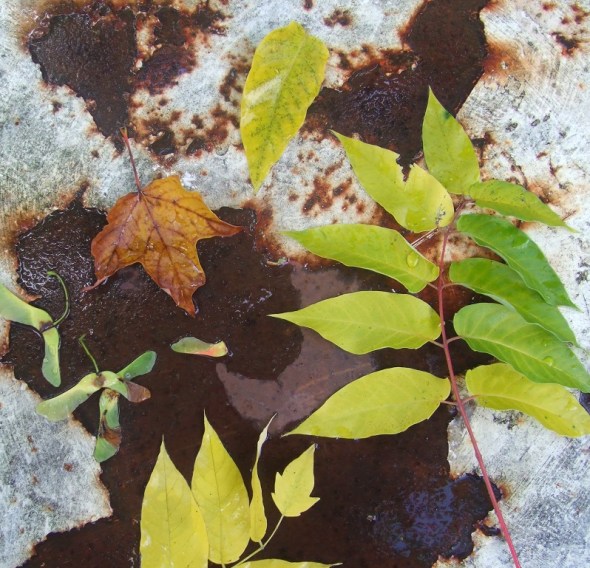 Hojas de otoño 3_octubre de 2013_Toronto