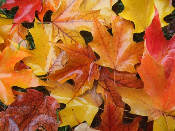 ZP_Hojas de otoño en Toronto