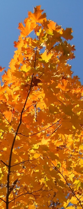 ZP_Hojas de otoño_Toronto_el 20 de octubre 2013