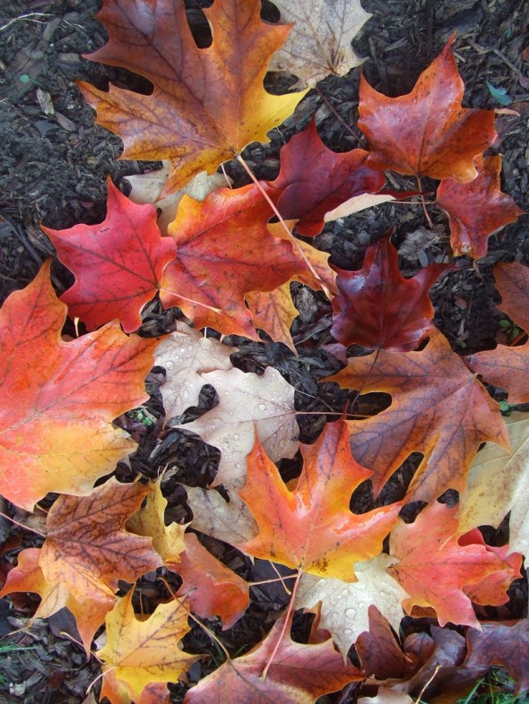 ZP_Hojas de otoño_Toronto_Octubre de 2013