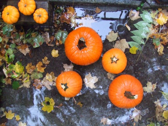 ZP_Tallando calabazas en Toronto 1A