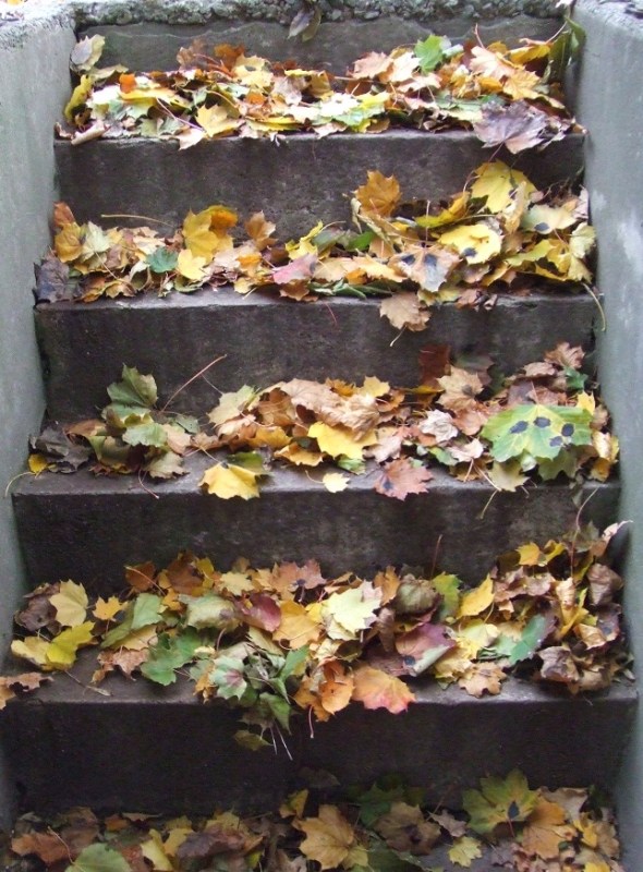 November 11th 2013_Falllen Autumn Leaves in Toronto