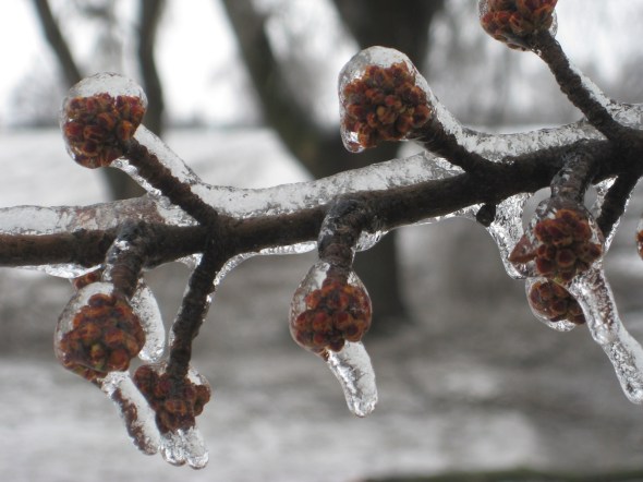 ZP_Toronto Ice Storm_22.12.2013_photograph by Melinda Best
