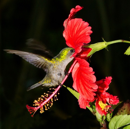 Hummingbird_photograph copyright Paul Nguyen