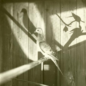 Jacob Cartwright and Nick Jordan_Where is that Vanished Bird? (The Passenger Pigeon)_photomontage, 2007