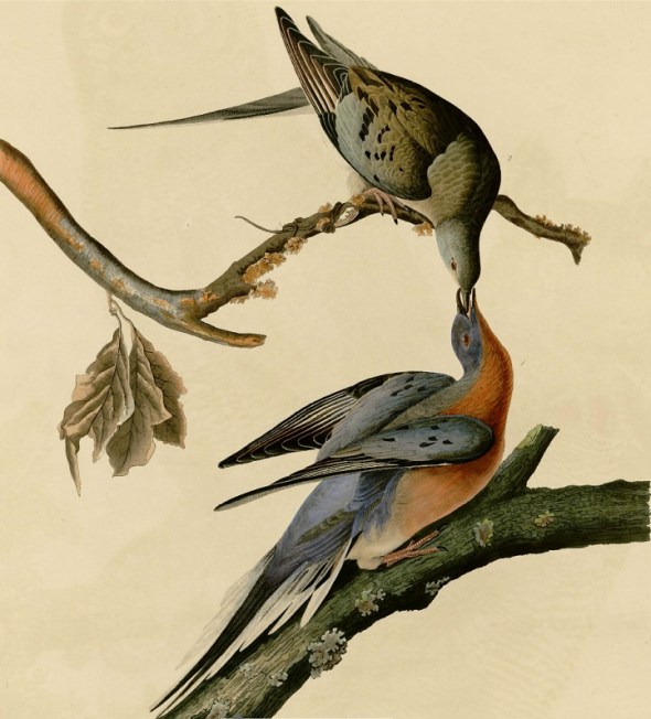 Passenger Pigeons by James John Audubon (1785-1851)