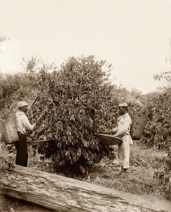 Escravos na colheita do café_Rio de Janeiro_1882