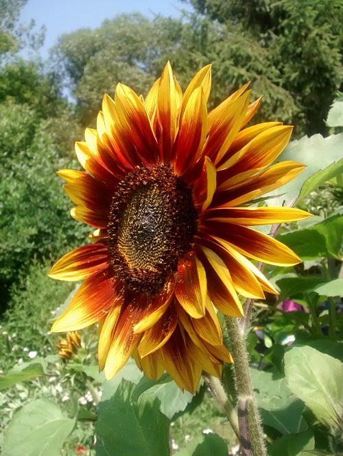 Flor del Verano_El Girasol_Toronto_2014