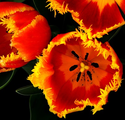 Red and yellow Flame tulips