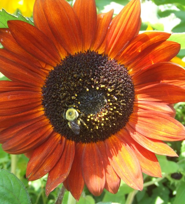 Girasol con abeja_Toronto Canadá_15.07.2014