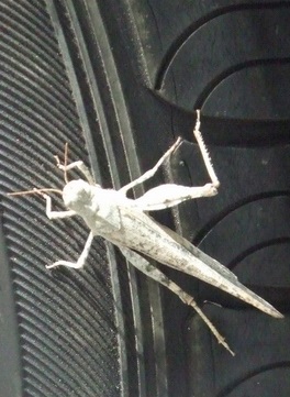 grasshopper on car tire_toronto canada