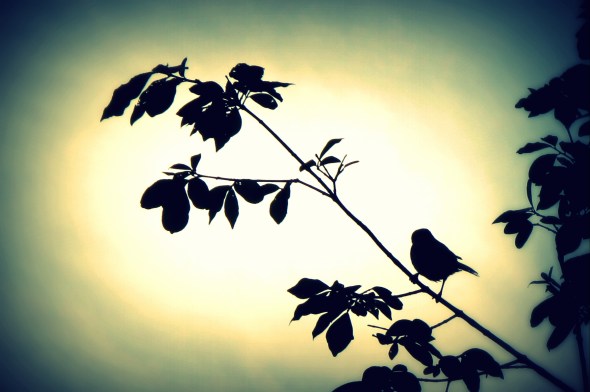 "Songbird”: a photograph by Laboni Islam