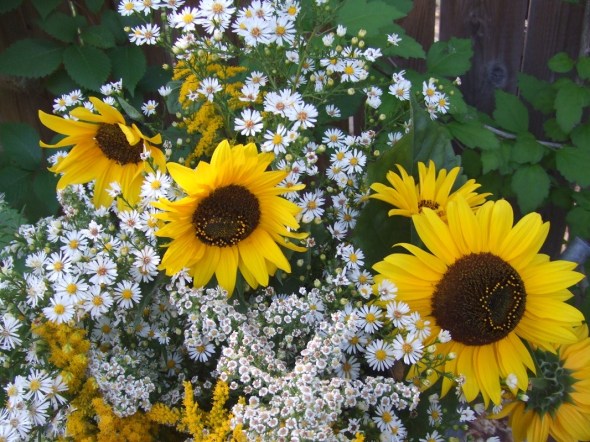 An End of Summer bouquet in a watering can_Goldenrod_Asters_Sunflowers_September 2014